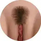 Pubic Hair